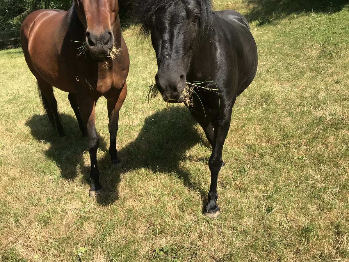 Two horses grazing and looking at the camera