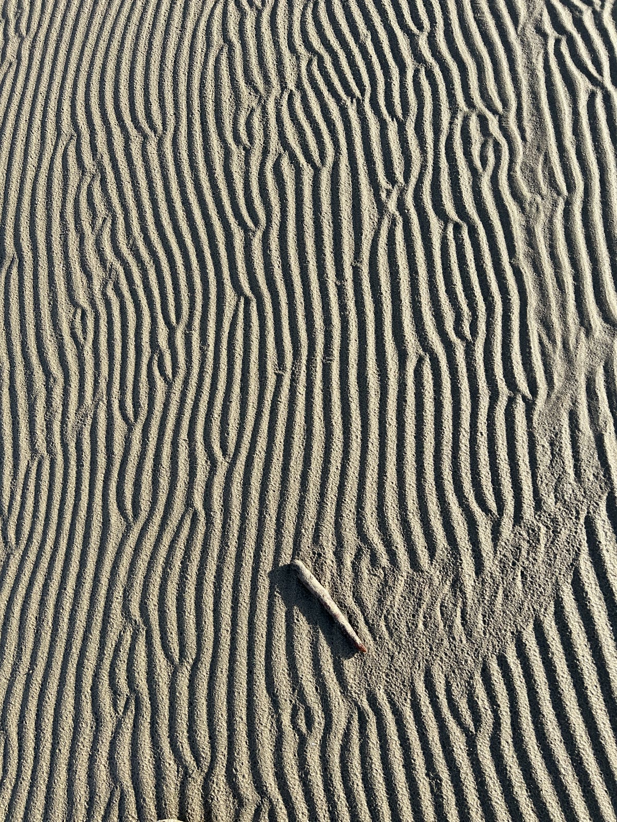 Ripples drawn by the wind in the sand