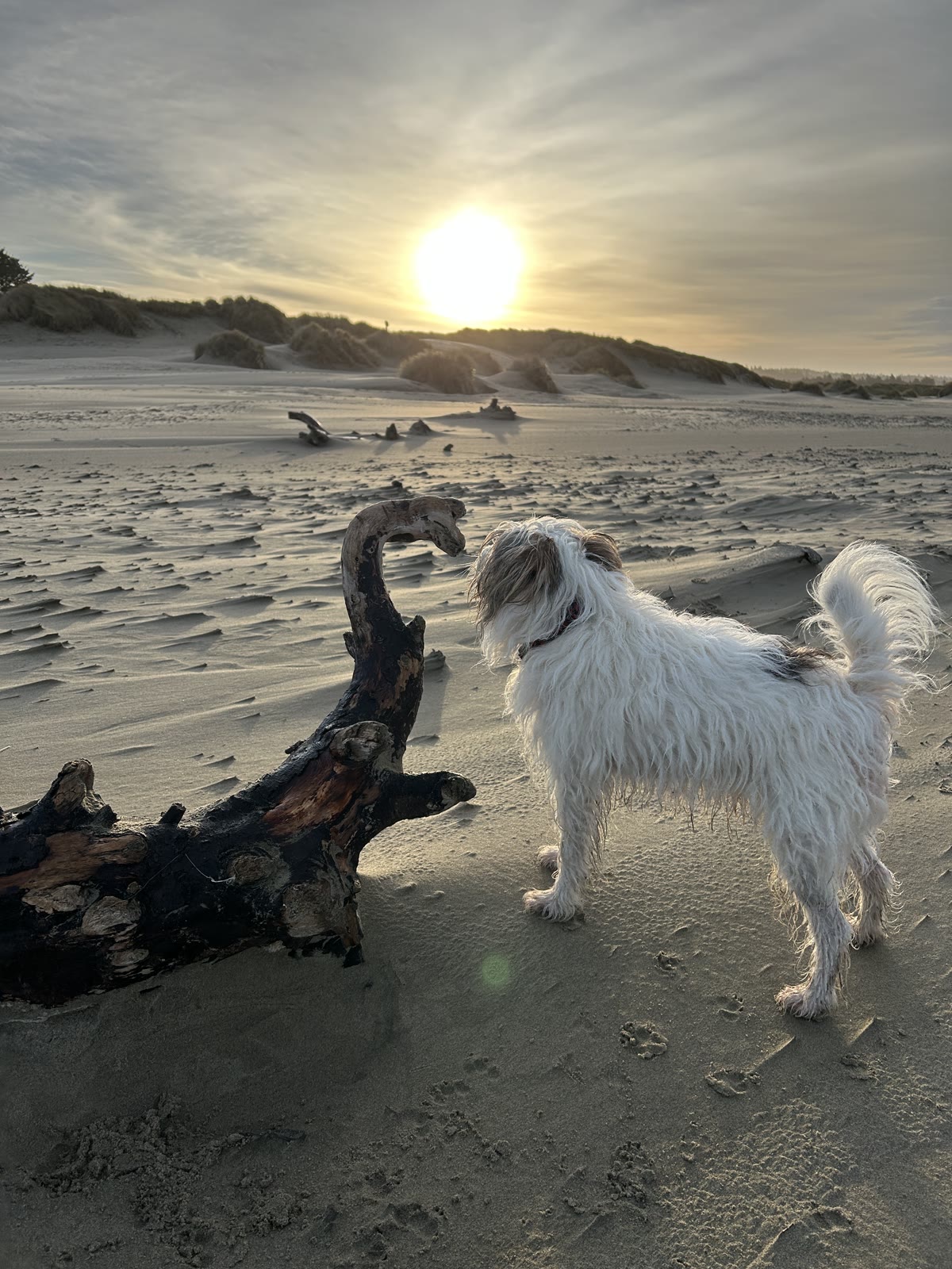 A white dog next to a driftwood dragon on the beach at sunset